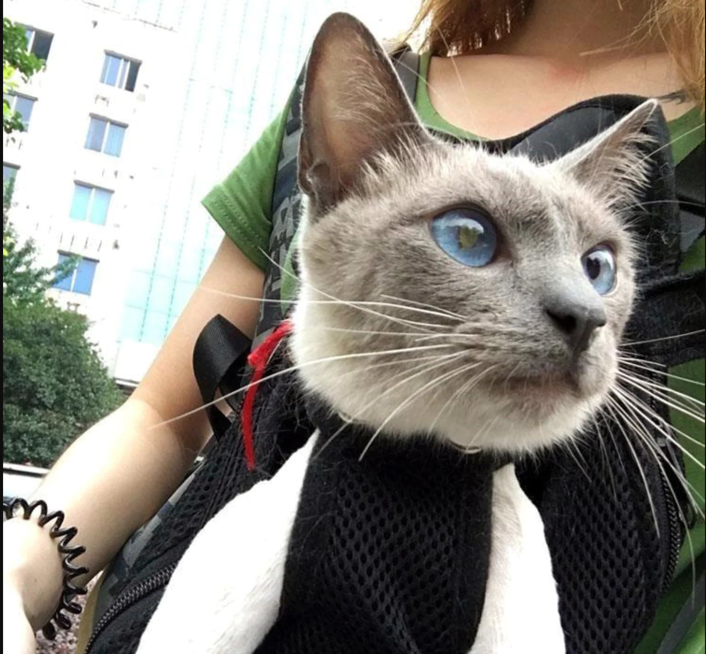 Pet Carrier Outdoor Strap Harness